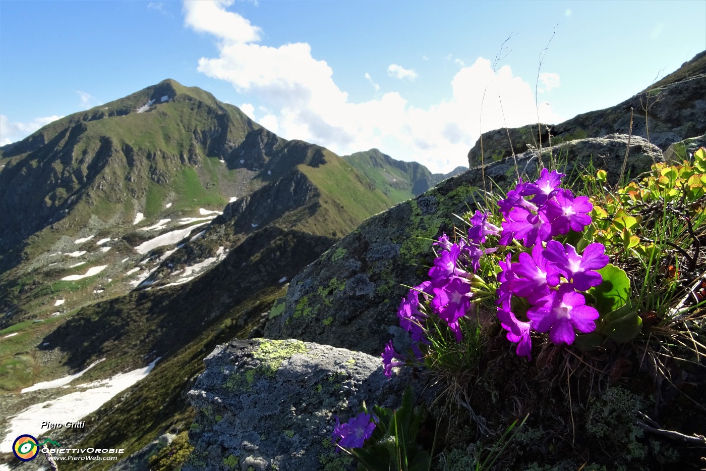 22 Numerose fioriture di Primula irsuta (Primula hirsuta) con vista in Fioraro.JPG